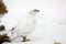 Rock ptarmigan