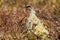 Rock Ptarmigan