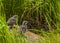 Rock Ptarmigan Chicks