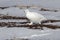 Rock ptarmigan female walking along the little snow-covered spring tundra