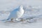 Rock Ptarmigan, Lagopus mutus, white bird sitting on snow, Norway. Cold winter, north of Europe. Wildlife scene in snow. White bir