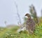 Rock ptarmigan, Snow chicken Lagopus mutus.