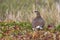 Rock ptarmigan which sits on the banks of the tundra