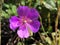 Rock Purslane Calandrinia grandiflora - Botanical Garden St. Gallen