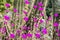 Rock Purslane Calandrinia grandiflora flowers, native to Chile, used as decorative plants in gardens in California