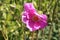 `Rock Purslane` flower -  Calandrinia Grandiflora