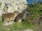 Rock Rabbits `Dassies` the Wild Life in Hermanus