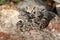 Rock Rattlesnake Closeup Low Angle Profile on Rock