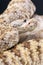 Rock rattlesnake / Crotalus mitchellii pyrrhus