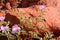 Rock rose growing in the dry soil of the red center of Australia