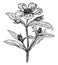 Rock Rose vintage illustration