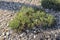 Rock samphire, Crithmum maritimum