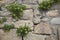 Rock Samphire (Crithmum maritimum)