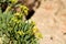 Rock samphire or sea fennel plant
