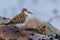 Rock Sandpiper