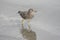 Rock Sandpiper Calidris ptilocnemis