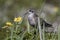 ROCK SANDPIPER standing in blooming tundra sunny