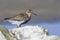 Rock sandpiper standing among the rocks on the seashore on a sum