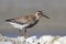 Rock sandpiper in a summer dress that stands on rocks on the