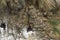 Rock Shag nesting on a cliff - Falkland Islands