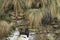 Rock Shag nesting on a cliff - Falkland Islands