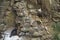 Rock Shag nesting on a cliff - Falkland Islands