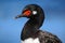 Rock Shag, Phalacrocorax magellanicus, black and white cormorant, detail portrait, Falkland Islands