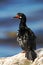 Rock Shag, Phalacrocorax magellanicus, black and white cormorant with red bill siting on the stone, blue sea in the background, Fa