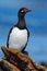 Rock Shag, Phalacrocorax magellanicus, black and white cormorant with red bill siting on the stone, Falkland Islands