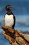 Rock Shag, Phalacrocorax magellanicus, black and white cormorant with red bill siting on the stone, Falkland Islands