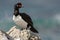 Rock Shag, Phalacrocorax magellanicus, black and white cormorant with red bill siting on the stone, Falkland Islands. Wildlife sce