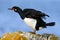 Rock Shag, Phalacrocorax magellanicus. Black and white cormorant Rock Shag with red bill. Sea bird sitting on the stone. Cormorant