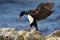 Rock Shag, Phalacrocorax magellanicus, cormorant in flight, dark blue sea and sky, action scene with sea bird. Bird in the nature