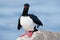 Rock Shag with red bill. Sea bird sitting on the stone. Cormorant with blue sea in the background. Sea bird from Falkland Islands.