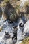 Rock shags with chicks, Gypsy Cove Falklands