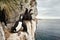 Rock shags nesting on the ledges of steep, bare, rocky cliffs