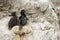 Rock shags nesting on the ledges of steep, bare, rocky cliffs