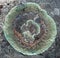 Rock-shield lichen growing ring-like on a stone