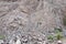Rock slide, granite in southern Nevada