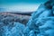 Rock, snow capped mountains and winter forest in the evening light