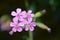 Rock soapwort