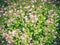 Rock soapwort flowers - Saponaria ocymoides
