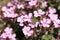 `Rock Soapwort` flowers - Saponaria Ocymoides