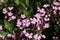 `Rock Soapwort` flowers - Saponaria Ocymoides