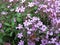 Rock soapwort, Saponaria ocymoides