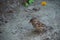 Rock sparrow on the background of a path of sand and pebbles in Ciutadella Park in Barcelona, Spain