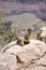 Rock Squirrel on Bright Angel Trail at Grand Canyon National Park Arizona