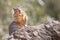 Rock squirrel eating a banana leaf in the Grand Canyon