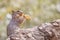 Rock squirrel eating a banana leaf in the Grand Canyon