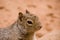 Rock Squirrel with a fly on his head